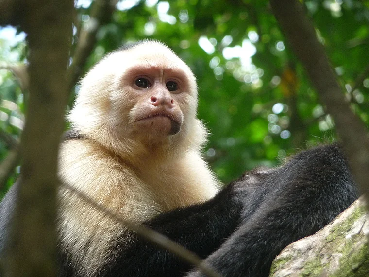 Costa Rica Kapuzineraffe groß