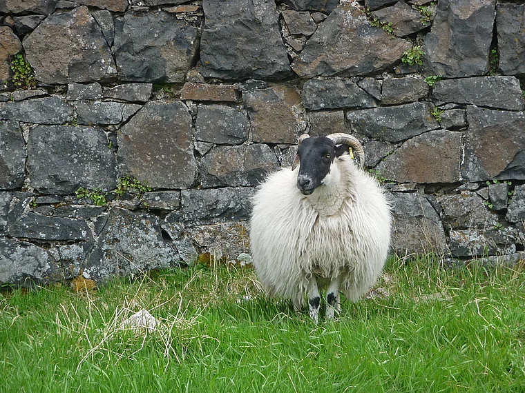 Nordirland Schaf