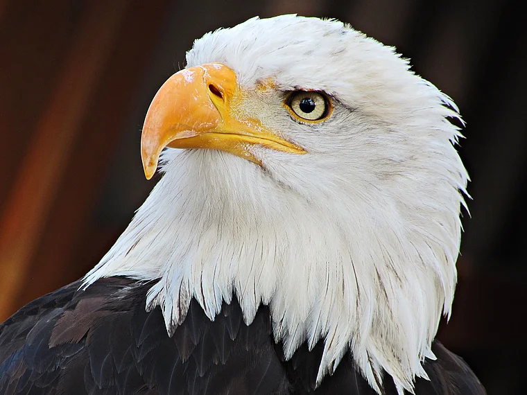 Detmold Adlerwarte Berlebeck Weißkopfseeadler