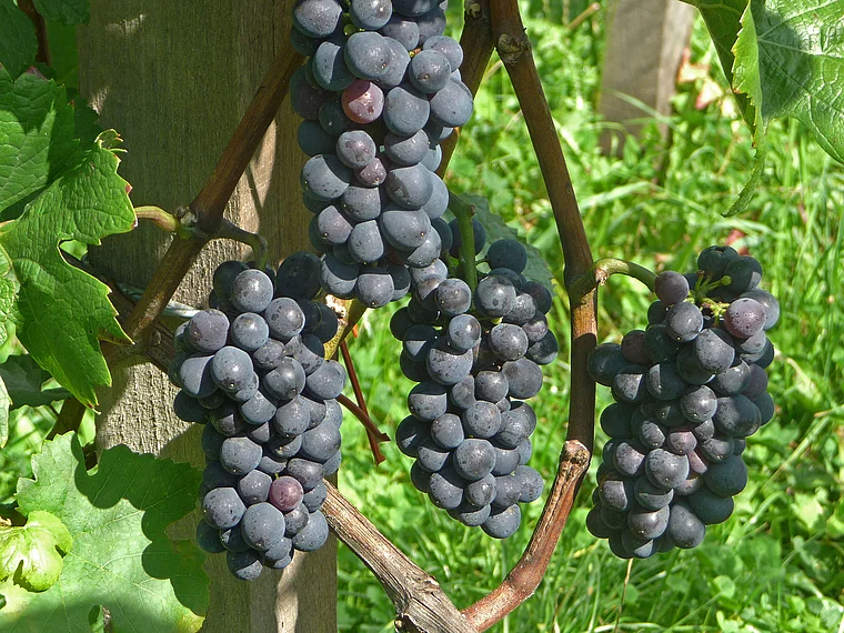 Thurgau Rotweintrauben