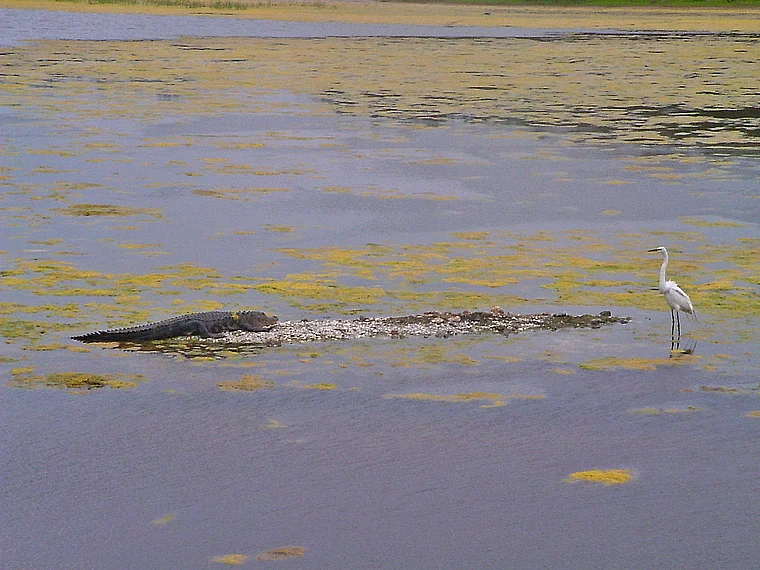 South Carolina Myrtle Beach Huntington Beach State Park Alligator und Reiher