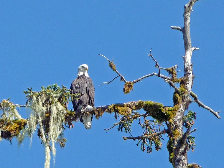 Alaska Columbia Bay Seeadler auf Baum nah