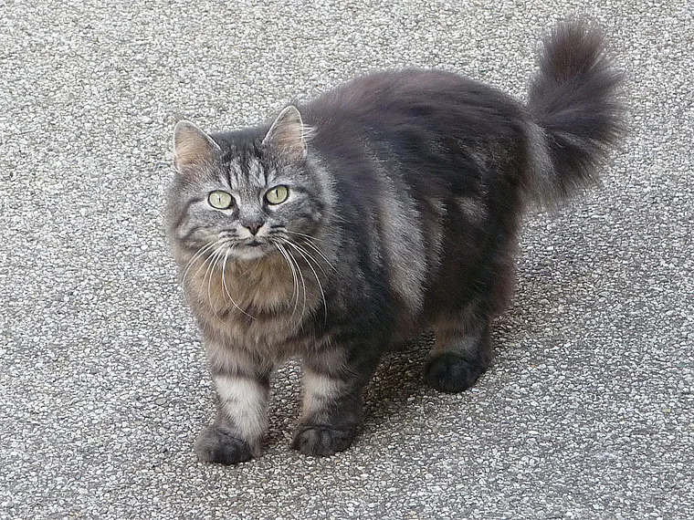 Augsburg Fuggerei Katze