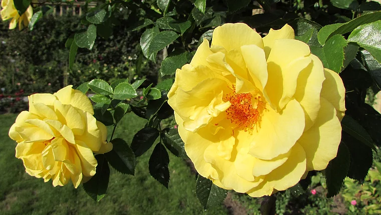 Insel Mainau gelbe Rosen