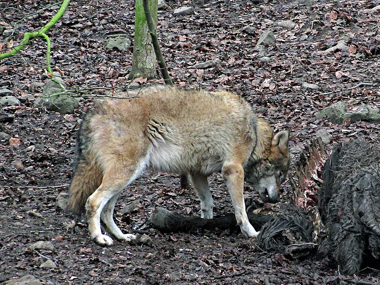 Wildpark Knüll hungriger Wolf