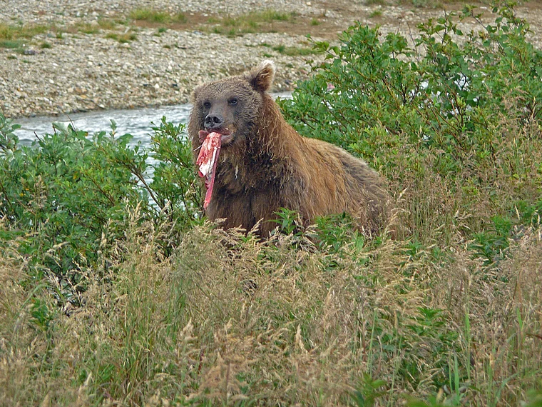 Alaska Katmai großer Bär frisst Lachs