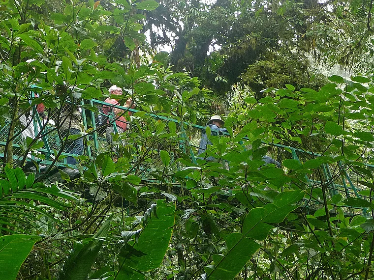 Costa Rica Selvatura Hängebrücke