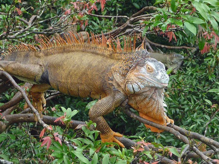 Costa Rica Muelle de San Carlos orangefarbener Leguan nah