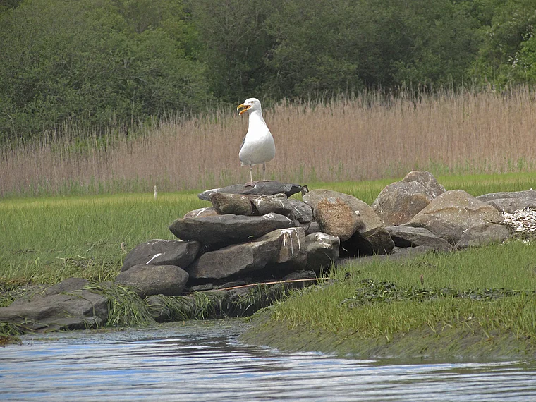Rhode Island Narrow River Wasservögel