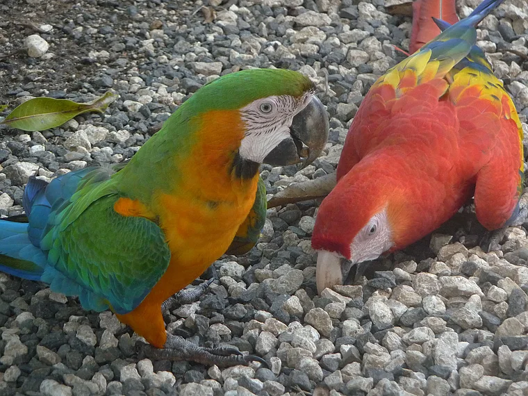 Costa Rica blauer und roter Ara