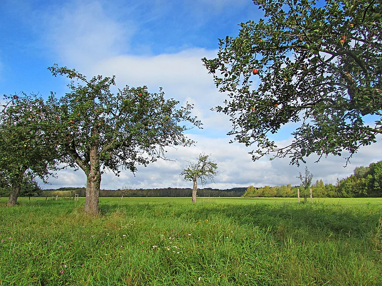 Stockstadt (Rhein) Kühkopf Apfelbäume Spätsommer