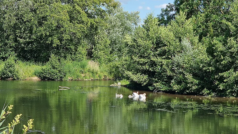 Frankfurt Fechenheim Auenlandschaft