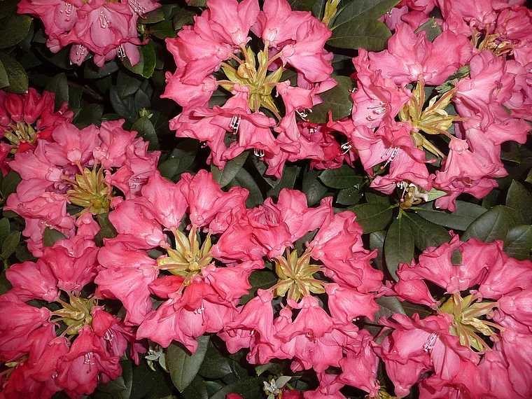 Koblenz Bundesgartenschau Blüten Rhododendron