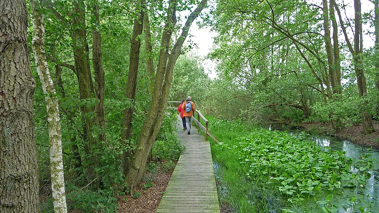 Steinhuder Meer Auenwald Holzsteg