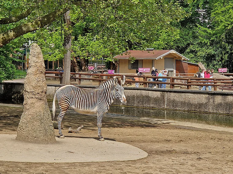 Frankfurt Zoo Zebra