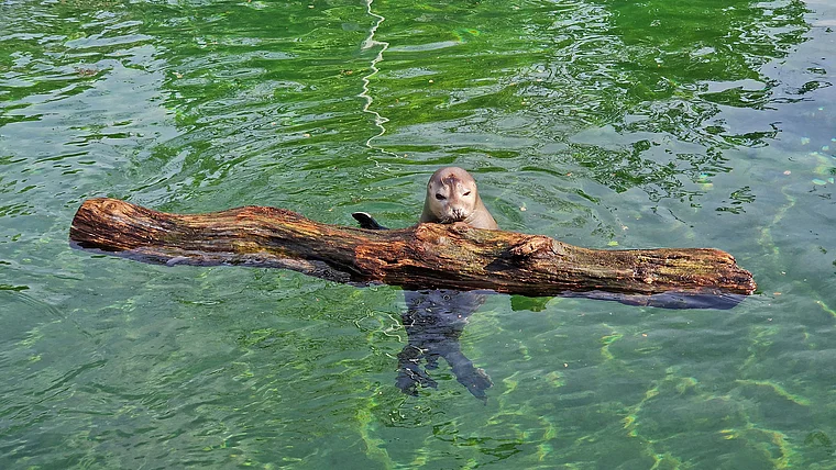 Frankfurt Zoo Seehund