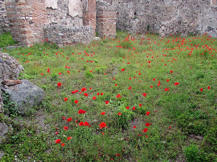Pompeji Garten mit Mohnblumen