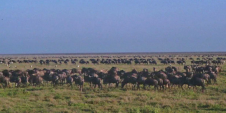 Tansania Serengeti Gnu Wanderung