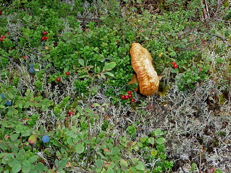 Alaska Denali National Park Beeren
