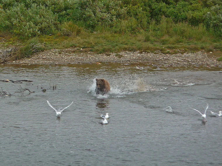 Alaska Katmai Braunbär jagt Lachse