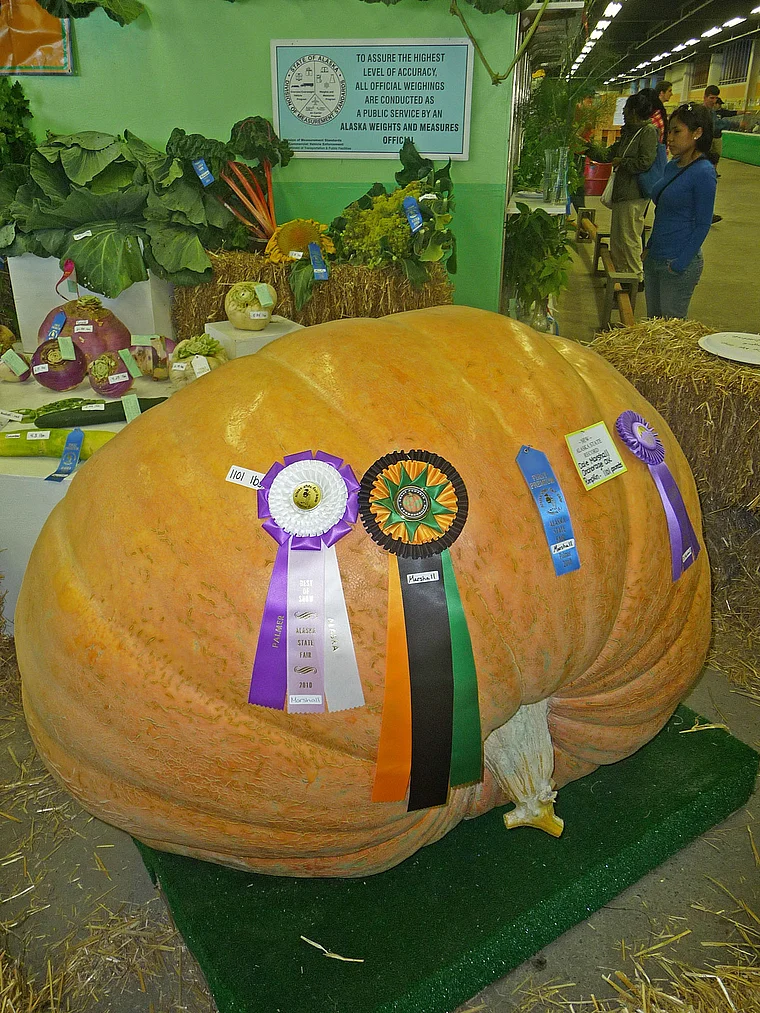 Alaska State Fair Riesenkürbis