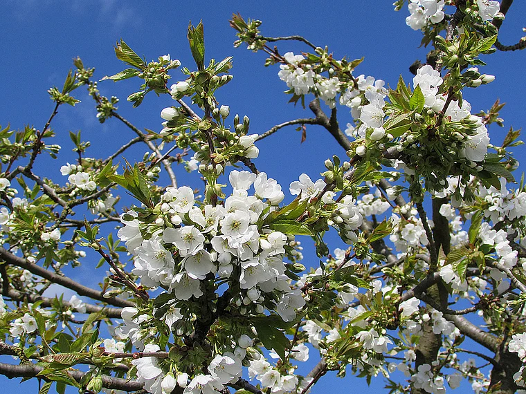 Witzenhausen Kirschblüten nah