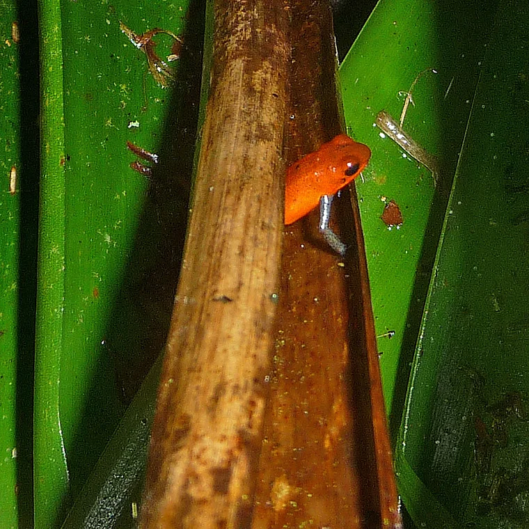 Costa Rica Pfeilgiftfrosch