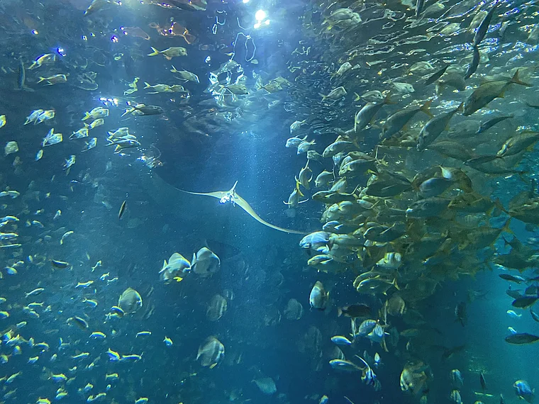 Boulogne-sur-Mer Aquarium Mantarochen