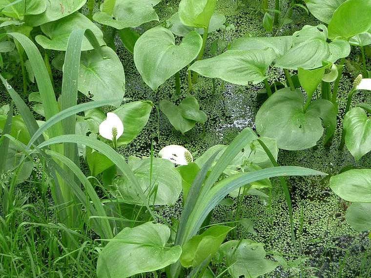 Steinhuder Meer Auenwald Sumpfpflanzen