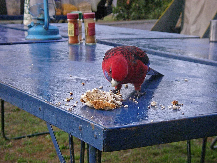 Australien Rosella auf Campingtisch