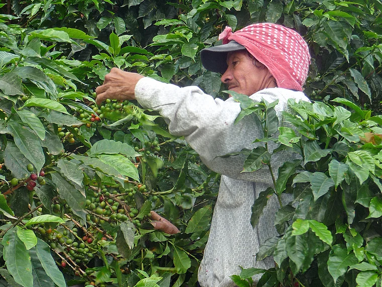 Costa Rica Valle de Orosi Kaffeestrauch mit Pflücker