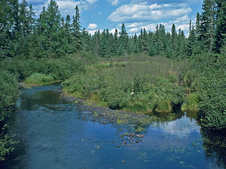 Michigan Van Riper State Park Bachlauf