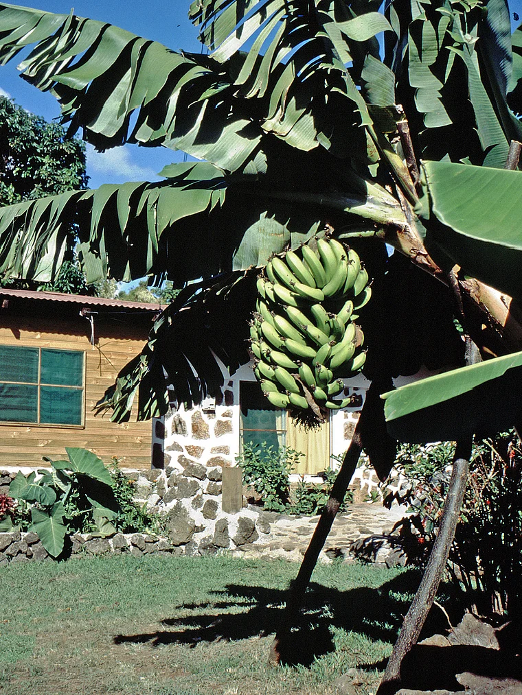 Osterinsel Garten mit Bananenstaude