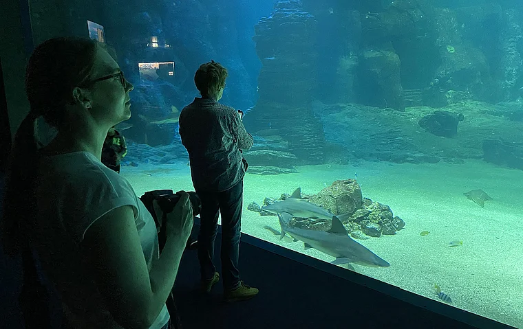 Boulogne-sur-Mer Aquarium Grauhaie