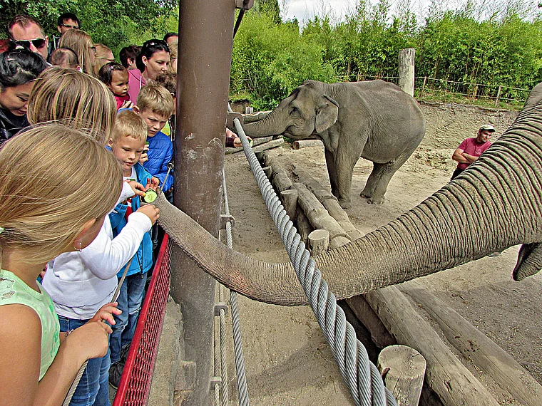 Münster Zoo Elefanten füttern