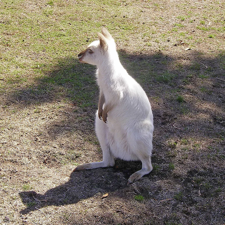Tasmanien Nature World weißes Wallaby