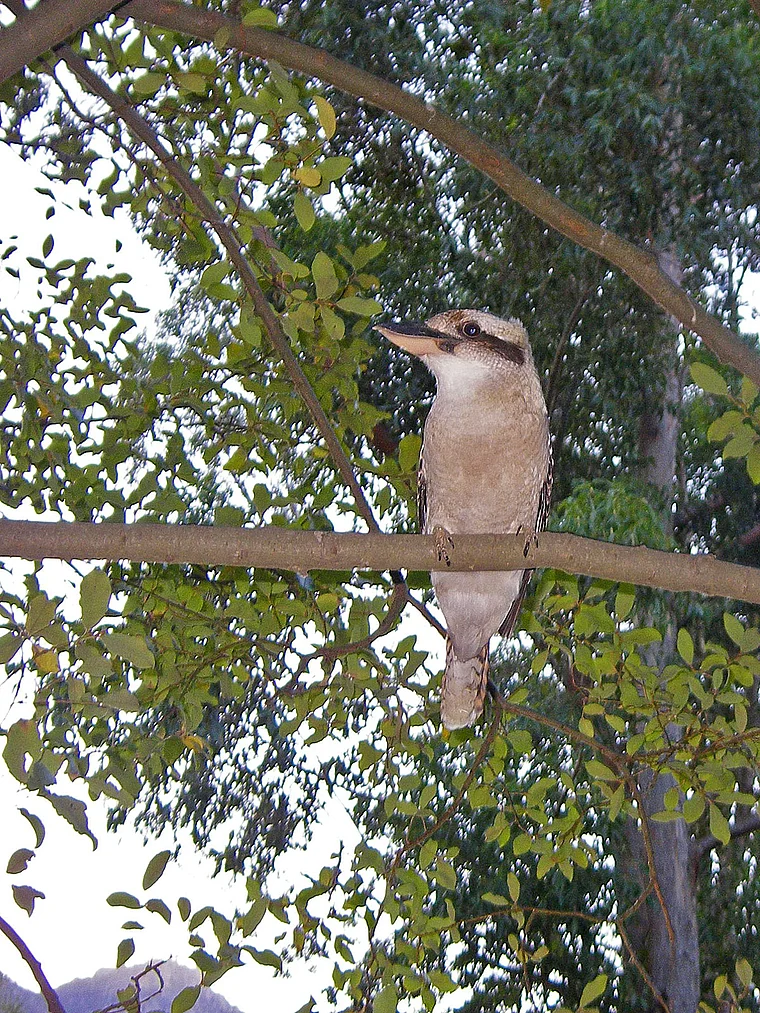 Australien Kookaburra auf Ast