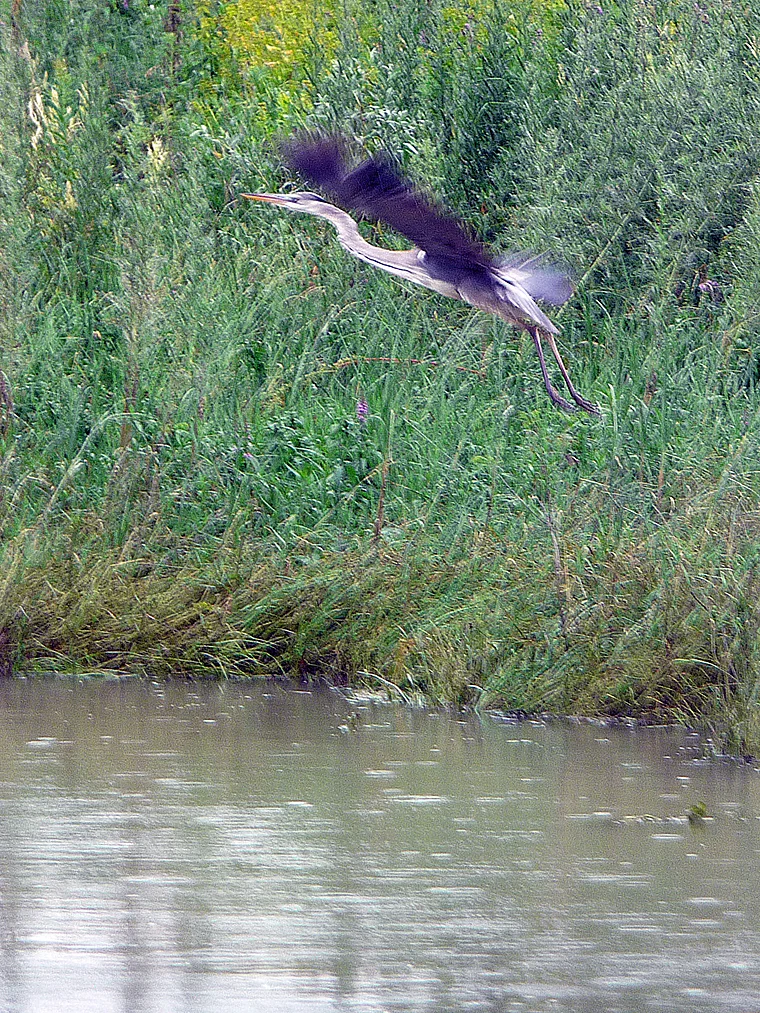 Rumänien Donau Delta Graureiher fliegend