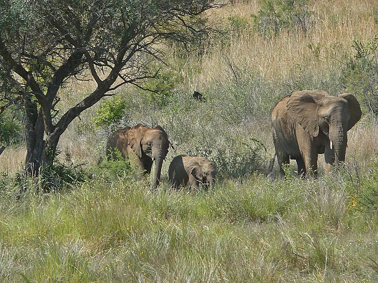 Südafrika Pilanesberg National Park Elefanten halbnah