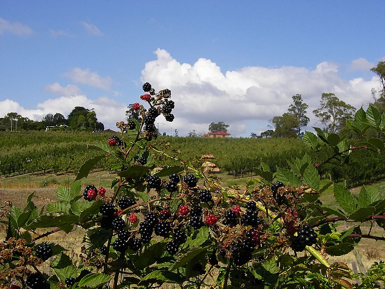 Tasmanien Obstplantage Brombeeren