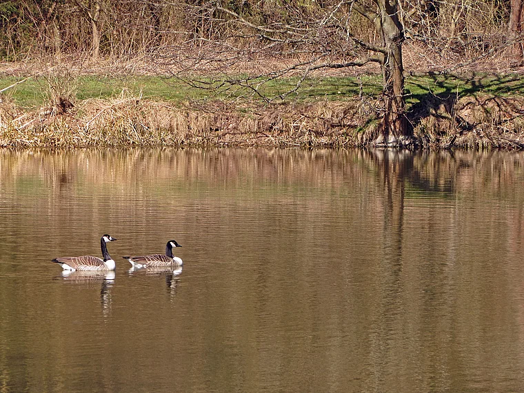 Wildeck Rhäden Kanadagänse