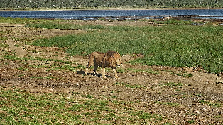 Tansania Ngorongoro Löwe halbtotal