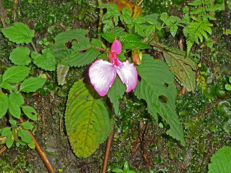 Ruanda Nyungwe National Park lila Orchidee