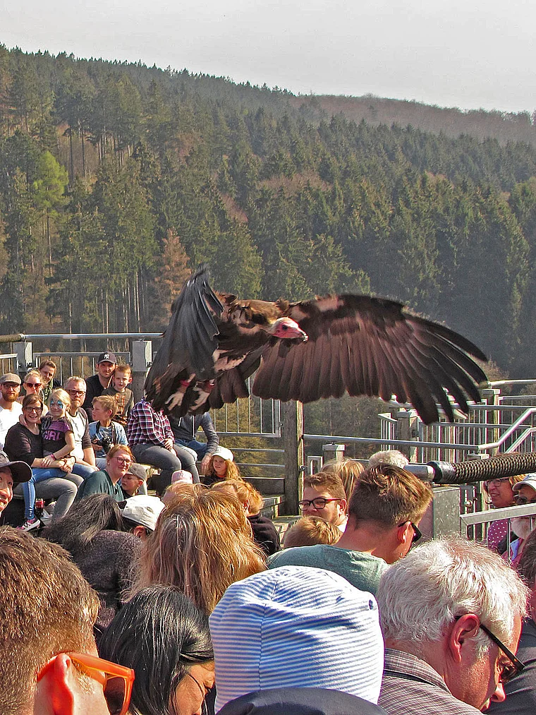 Detmold Adlerwarte Berlebeck Flugschau Geier