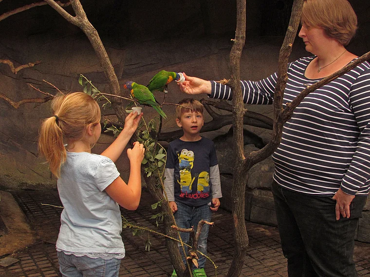 Münster Zoo Loris