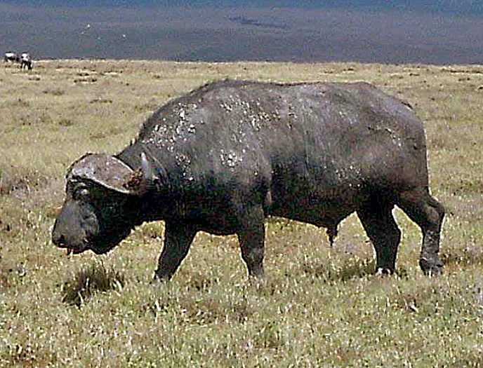 Tansania Ngorongoro Büffel