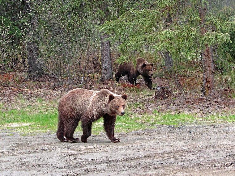 Yukon Grizzlybären auf Parkplatz