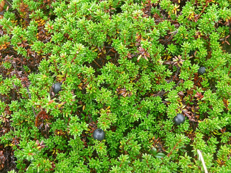 Alaska Katmai Krähenbeeren