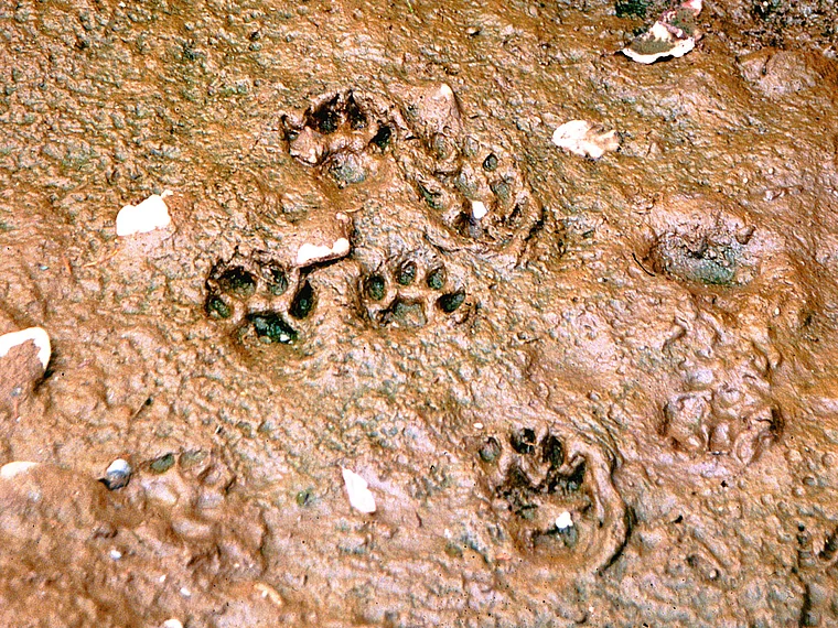 Michigan Van Riper State Park Bär Fußspuren