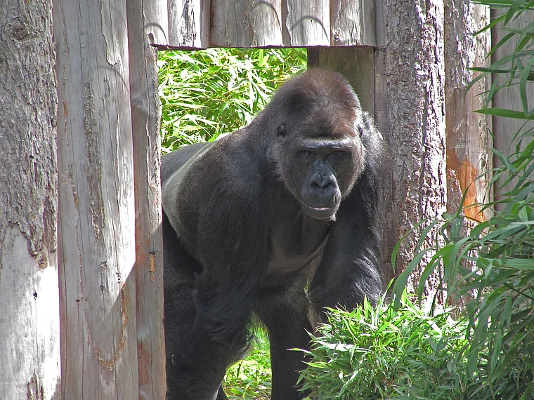 Münster Zoo Gorilla